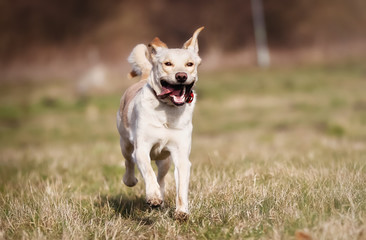 Pedigree golden retriever running on meadow