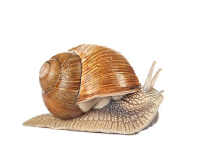 Snail on a white background