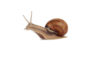 Land snail isolated