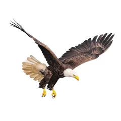 Wall murals Eagle Bald eagle isolated on white background.