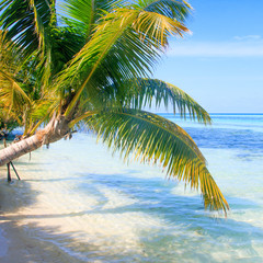 Tropical Sea Palm