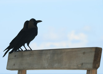 ravens against the sky