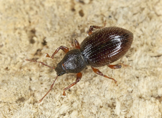 Barypeithes weevil on wood