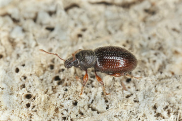Barypeithes weevil on wood