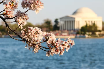 Fleecedeken met foto Kersenbloesem Cherry Blossom and Jefferson Memorial  © sic2005
