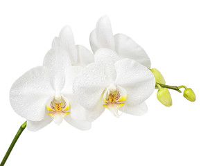 Fife day old white orchid isolated on white background.