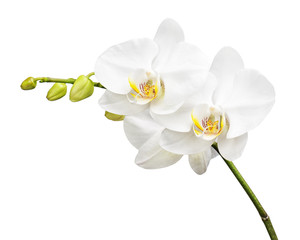 Obraz na płótnie Canvas Trzy dni starego Orchidea samodzielnie na białym tle.