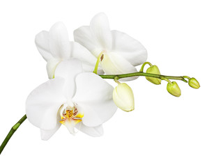Fototapeta na wymiar Trzy dni starego biała orchidea na białym tle.
