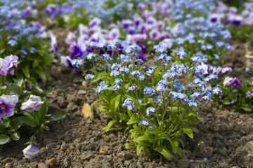 tiny purple and blue flowers in a garden border