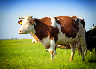 Fototapeta na wymiar Cow on a green summer meadow