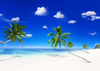 Tropical Paradise Beach