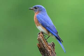 Obraz premium Eastern Bluebird