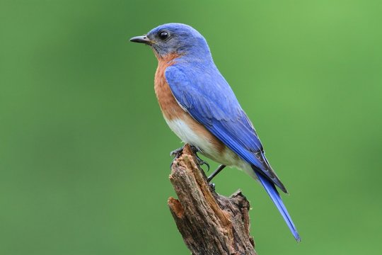 Eastern Bluebird