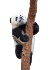 giant panda clambing