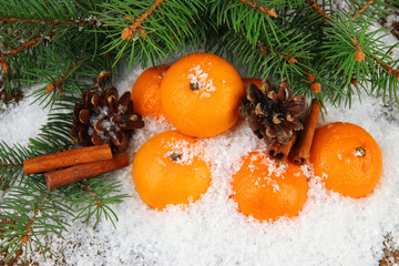 Fototapeta na wymiar Ripe tangerines with fir branch in snow close up