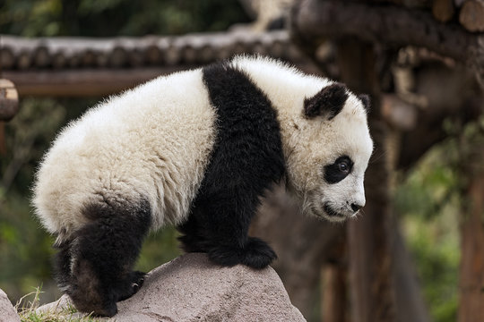 Young Panda Climbing on a Rock