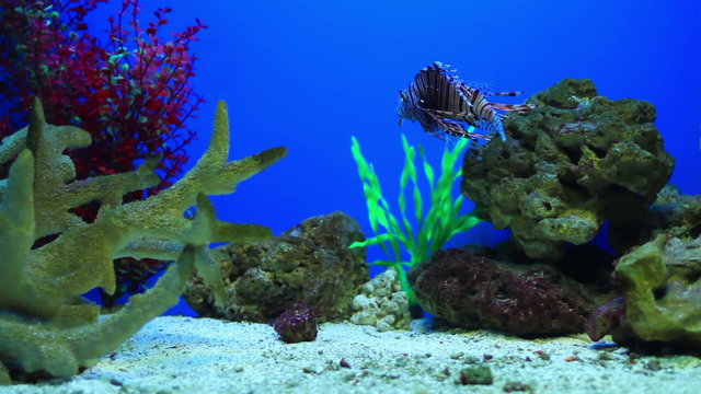 Aquarium fish and shell