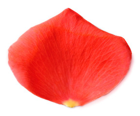 Beautiful red rose petal, isolated on white