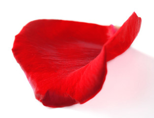 Beautiful red rose petal, isolated on white