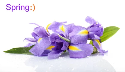 Deurstickers Mooie irisbloem geïsoleerd op wit © Africa Studio