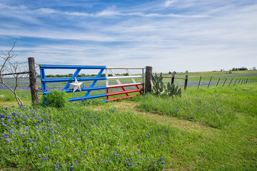 Texas bluebonnet field and a fence with gate in spring