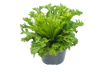 Nephrolepis biserrata Scott fern  (super chrissy fern )