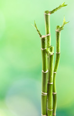 Fototapeta na wymiar bambou de la chance