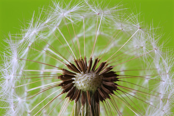 Detail of the Dandelion on the green Background