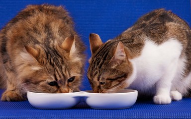 Adult cats