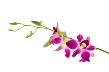 Orchind isolated white background