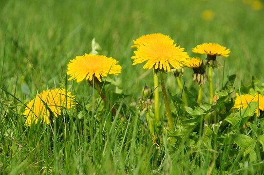 Loewenzahn - dandelion 21