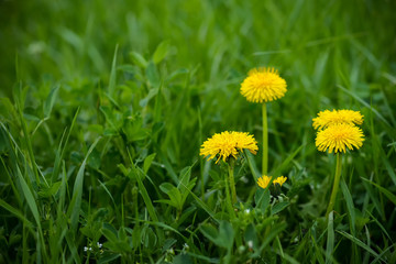 Yellow dandelion and grass on a spring day