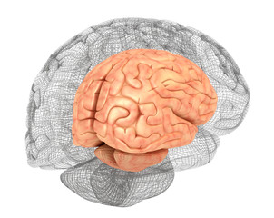 Human brain and 3D model