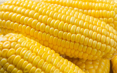 yellow corn background
