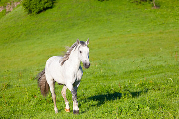 gray horse is grazed on a green meadow