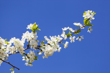 white cherry flowers on spring time