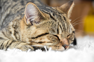 Sleepy cat on carpet