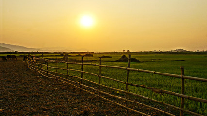 Vietnam countryside scenery at sunset with sun, bamboo fence, pa