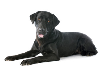 labrador retriever