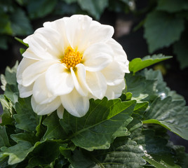 White flowering Dahlia plant after the rain