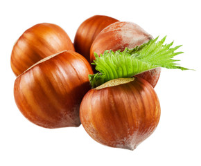 Hazelnuts with leaves on white background