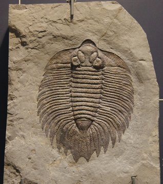 59 最適な 三葉虫 画像 ストック写真 ベクター Adobe Stock