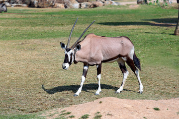 Oryx