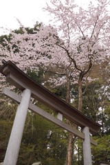 Fototapeta premium 吉野の春