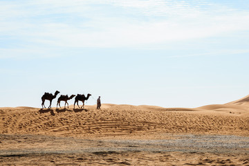 Camels walking at erg shebby in morocco