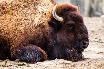 American Bison (Bison Bison) or Buffalo