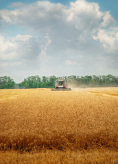 Obraz premium Harvest time