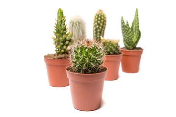 Zelfklevend Fotobehang Cactus in pot Collectie van cactus, geïsoleerd op wit