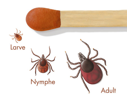 Zecken , Entwicklungsstafdien und Gr&ouml;sse