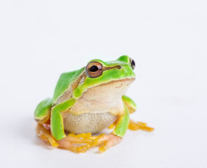 Green frog